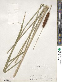 Typha angustifolia image