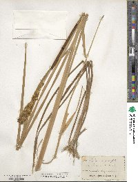 Typha angustifolia image