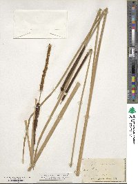 Typha angustifolia image