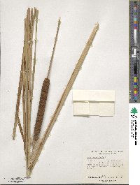 Typha angustifolia image