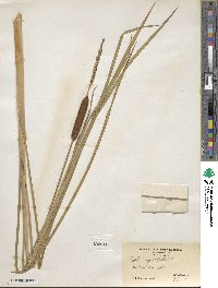 Typha angustifolia image