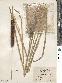 Typha angustifolia image