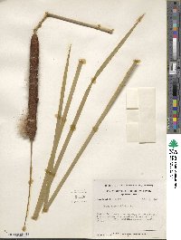 Typha angustifolia image