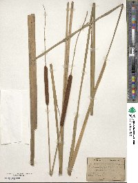 Typha angustifolia image