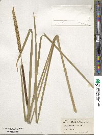 Typha angustifolia image