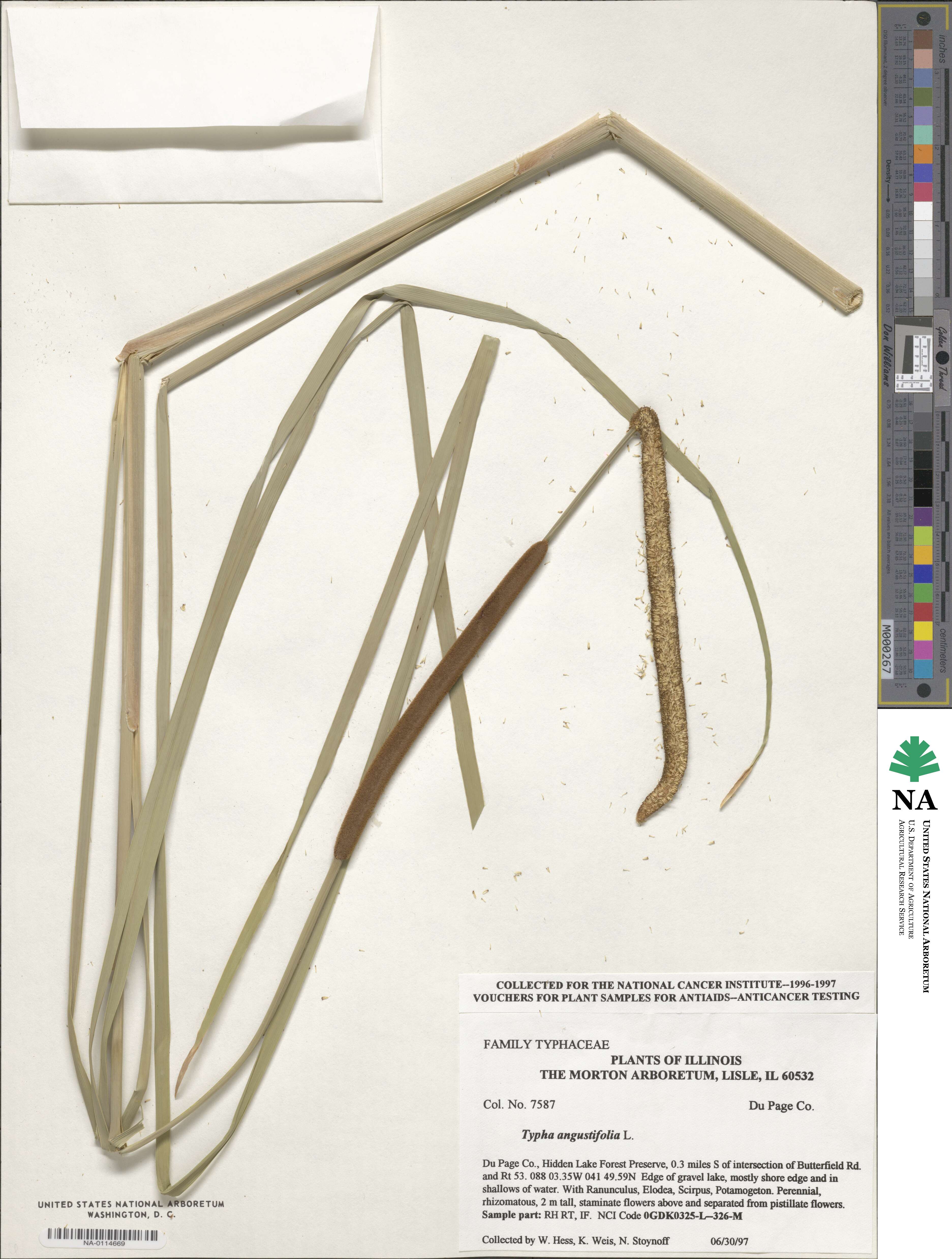 Typha angustifolia image