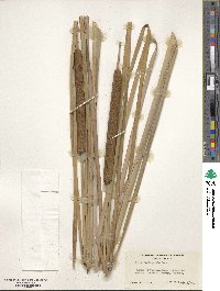 Image of Typha domingensis