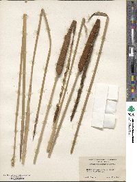 Typha domingensis image