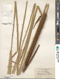 Typha domingensis image