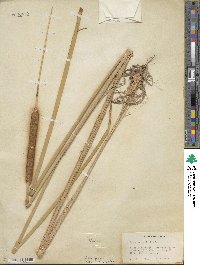 Typha domingensis image