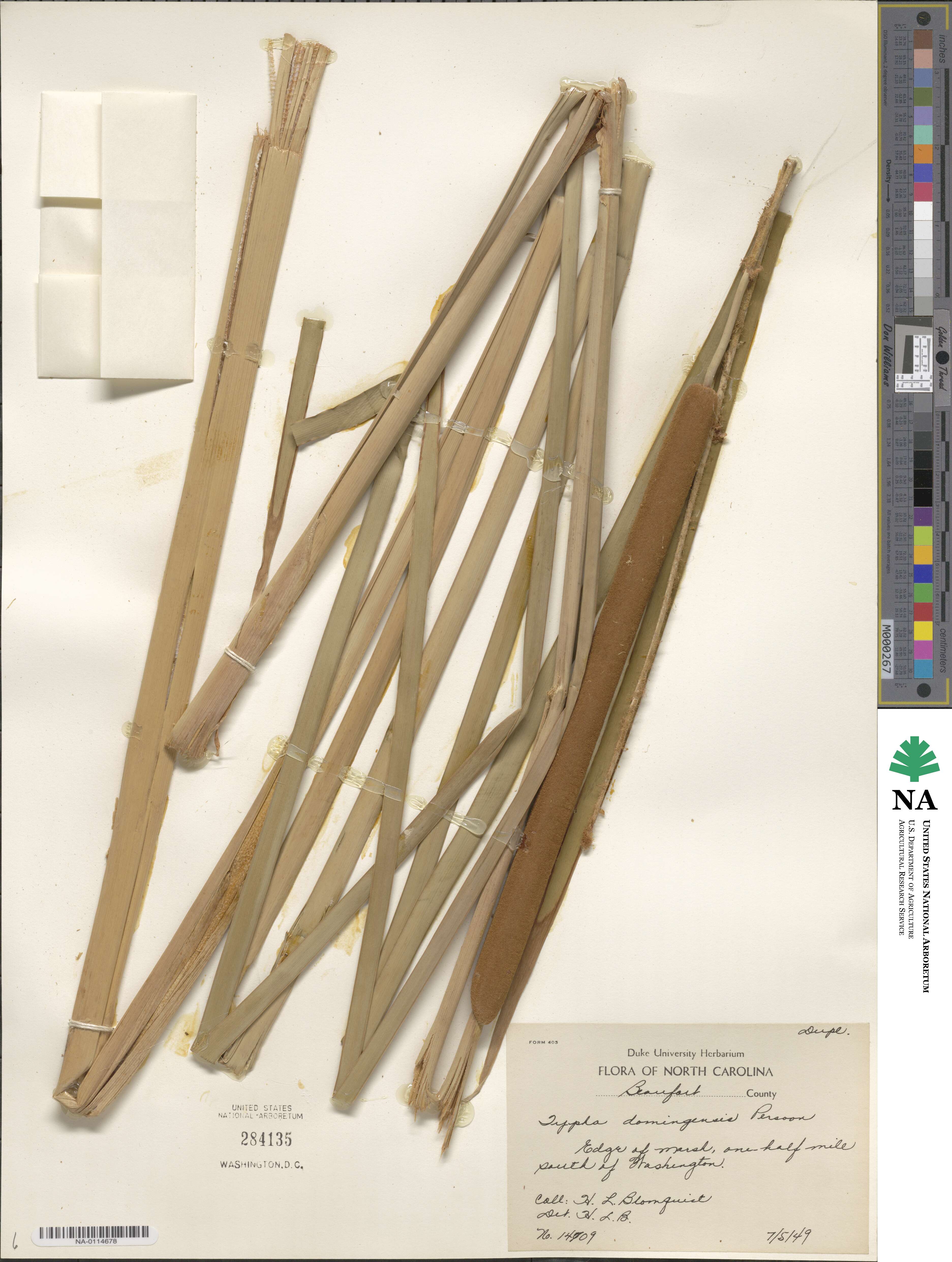 Typha domingensis image