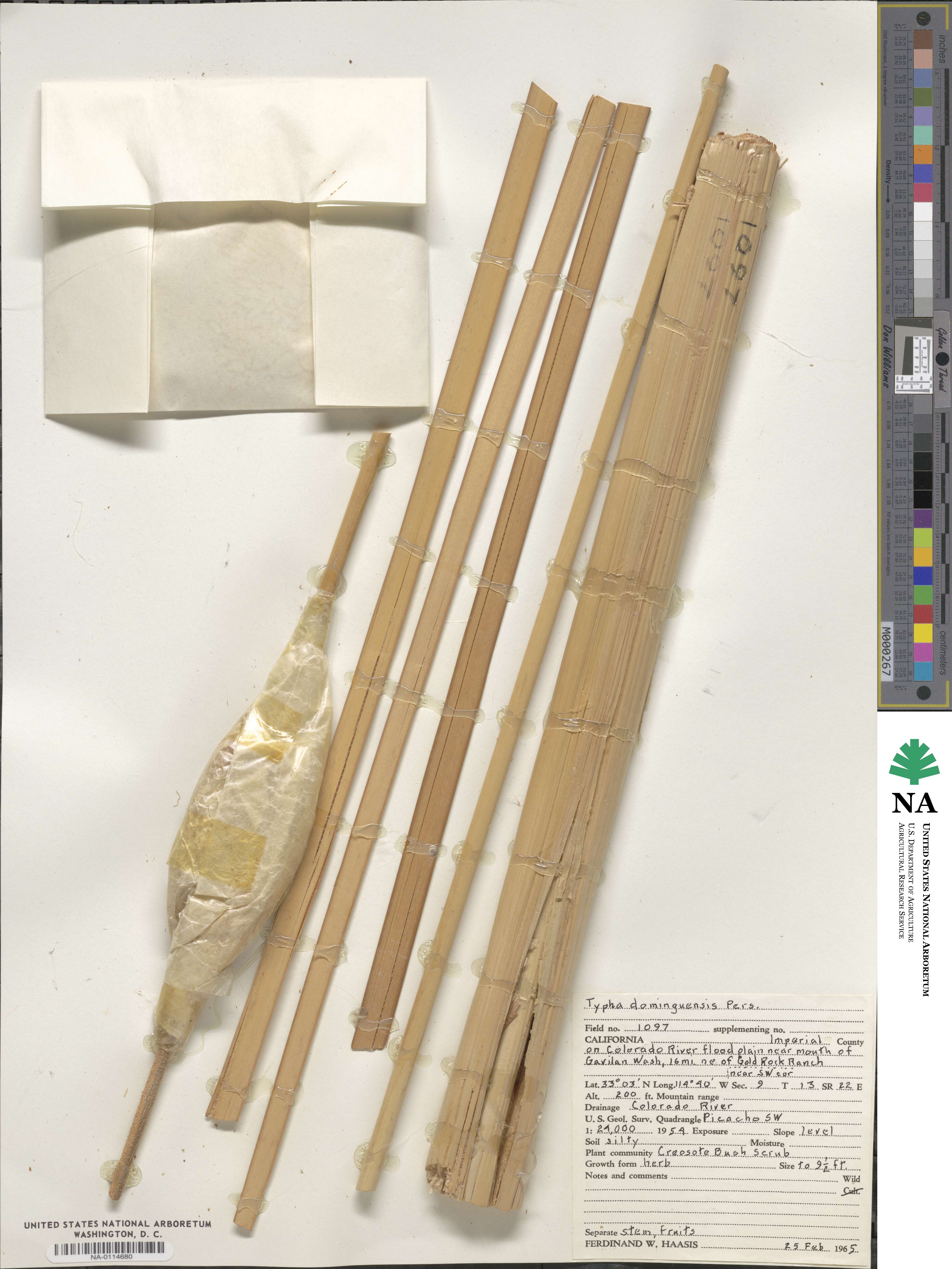 Typha domingensis image