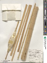 Typha domingensis image