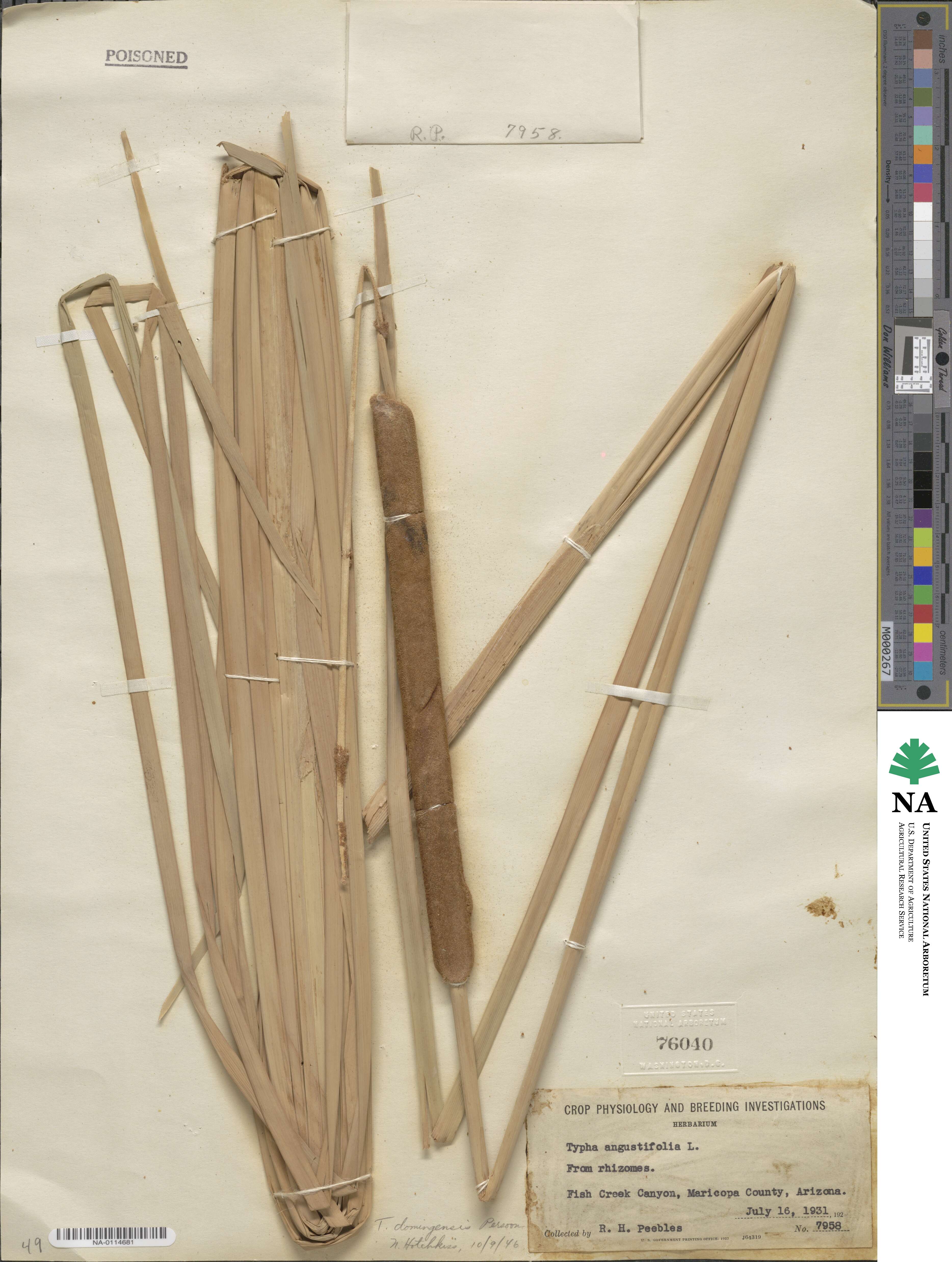 Typha domingensis image