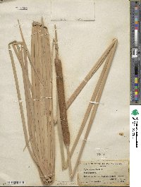 Typha domingensis image