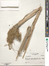 Typha domingensis image