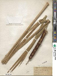 Typha angustifolia image