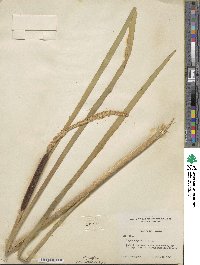 Typha latifolia image