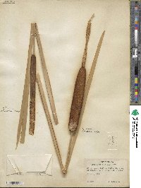 Typha latifolia image