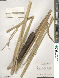 Typha latifolia image