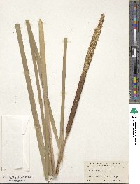 Typha latifolia image