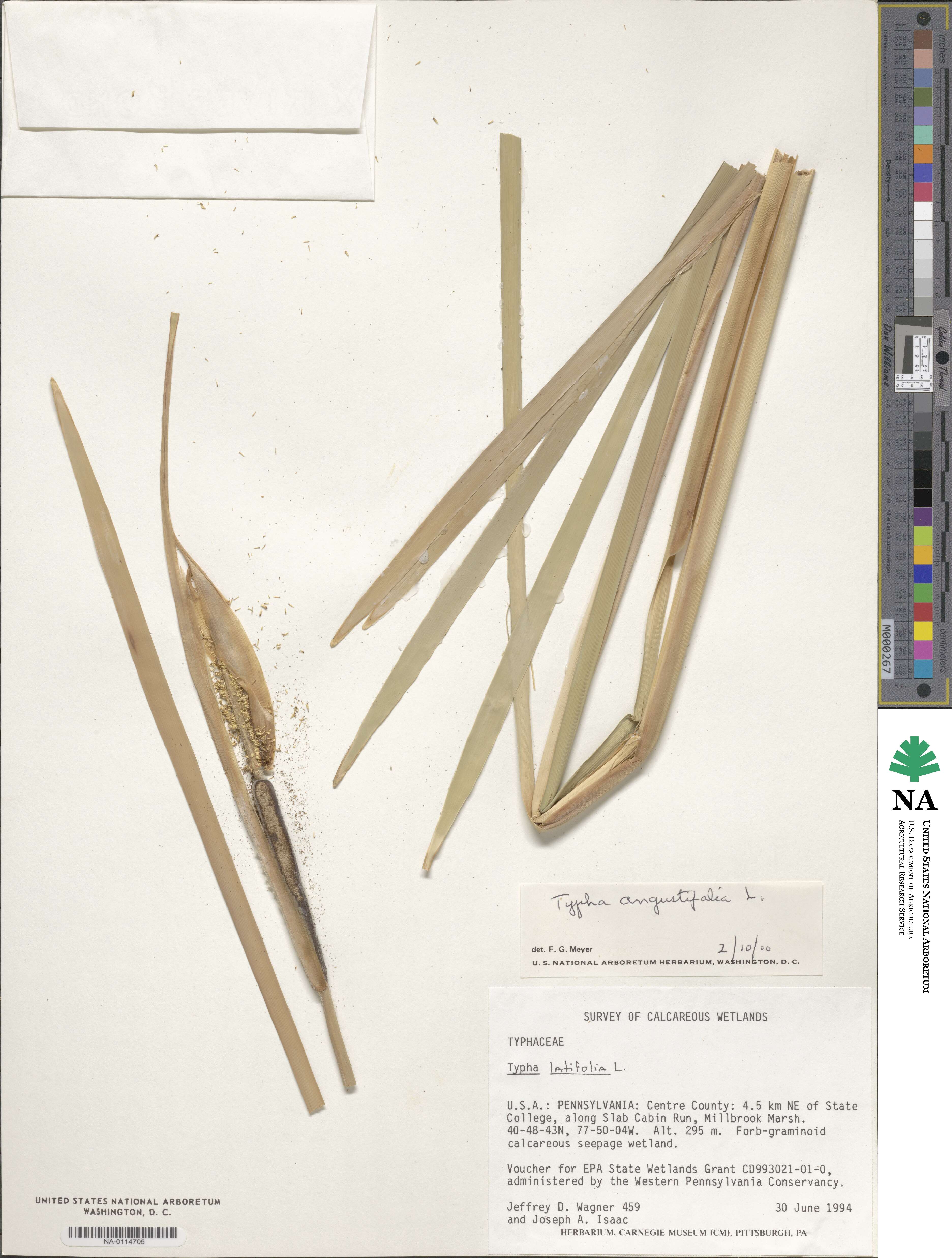 Typha latifolia image