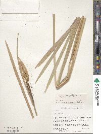 Typha latifolia image