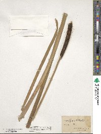 Typha latifolia image