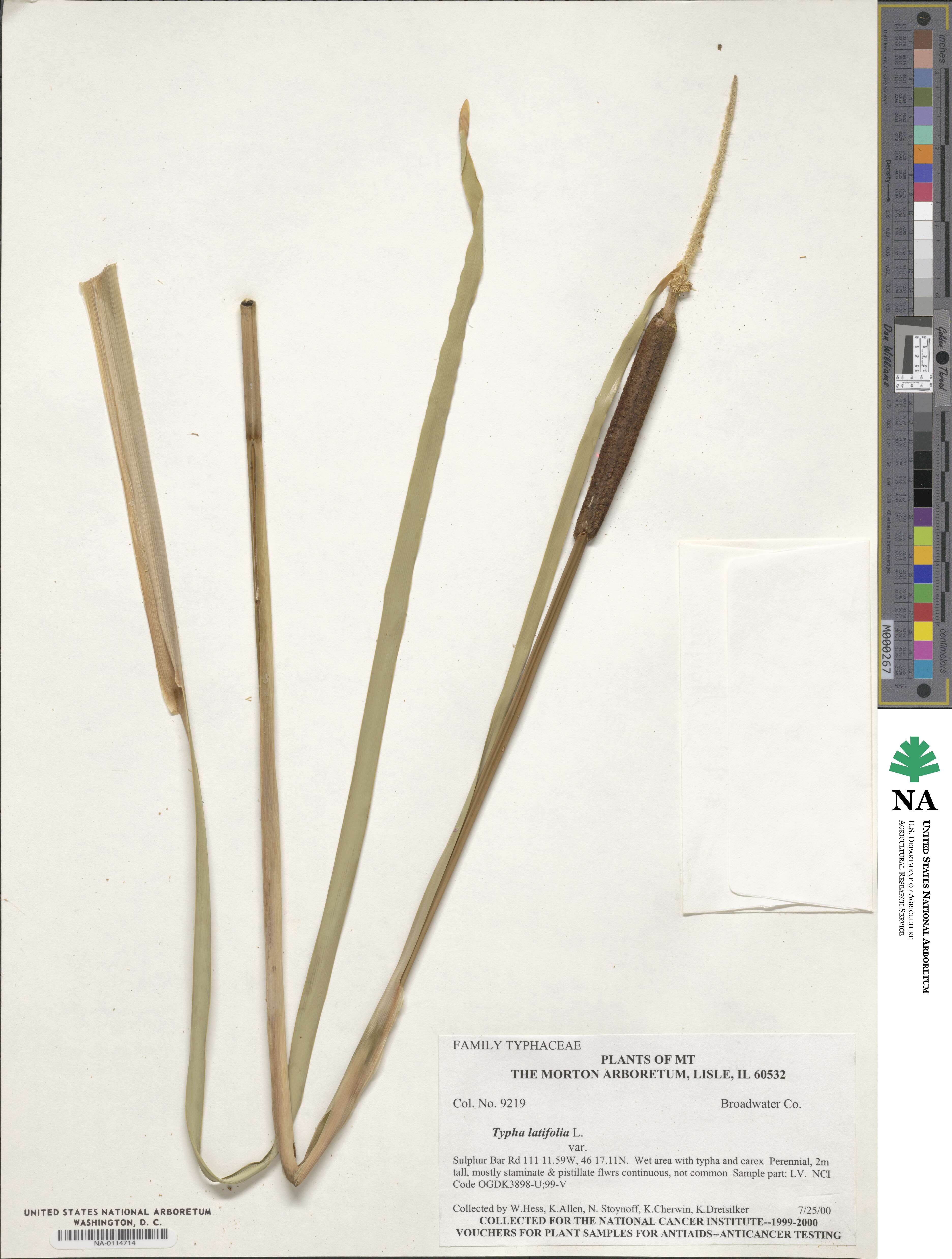 Typha latifolia image