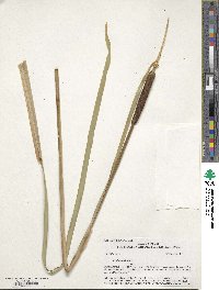 Typha latifolia image