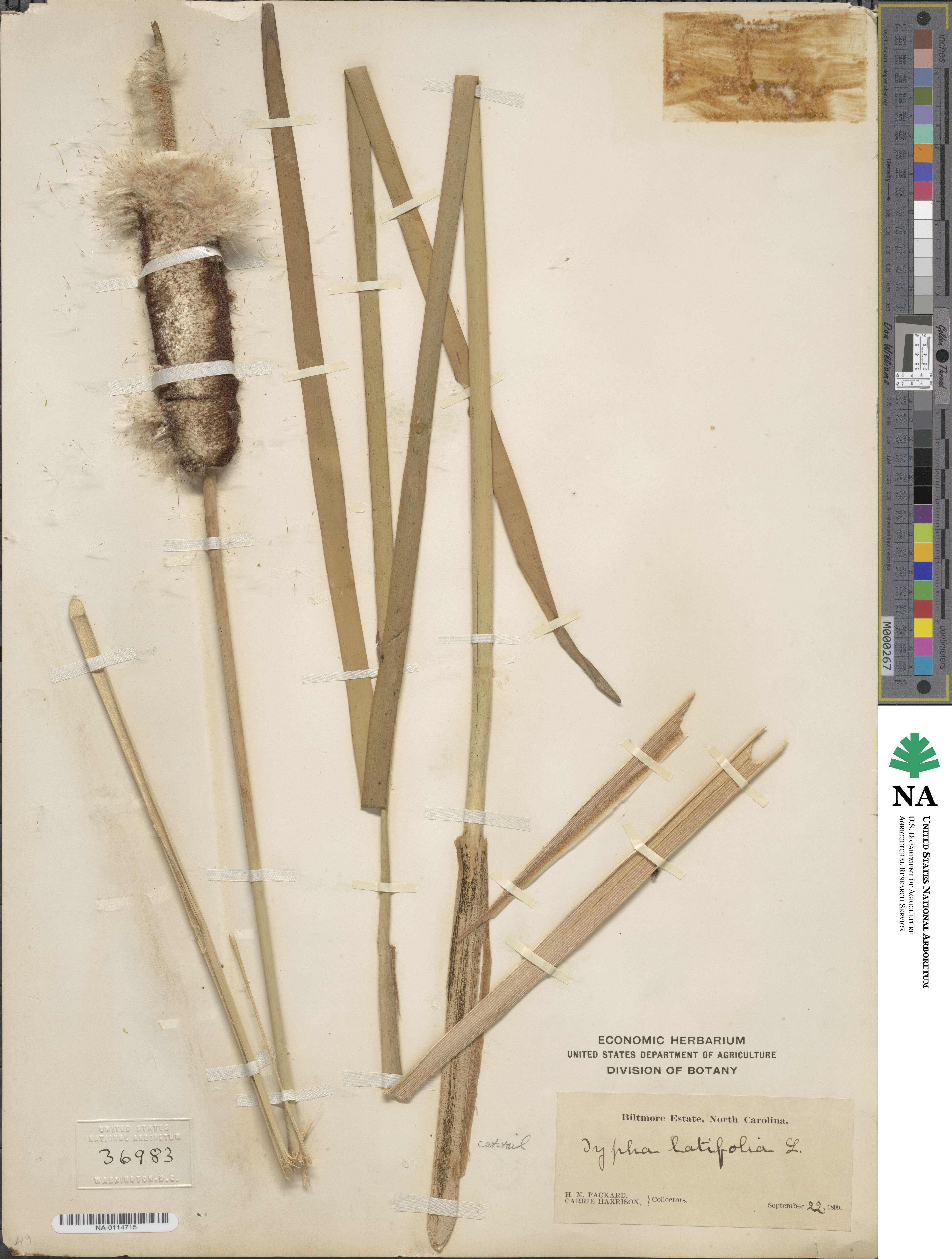 Typha latifolia image