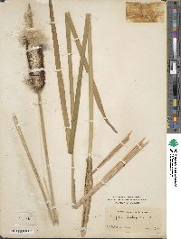 Typha latifolia image