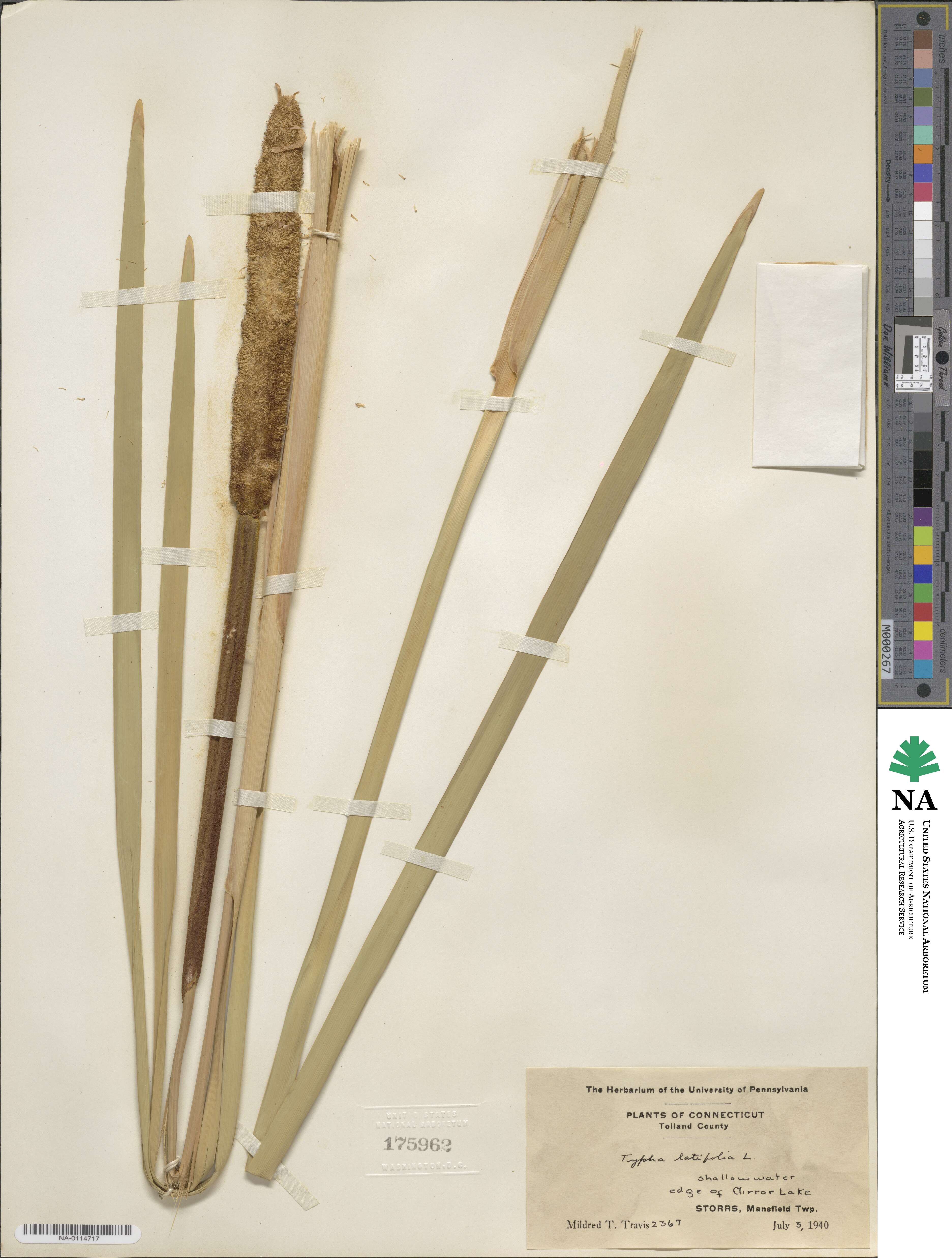 Typha latifolia image