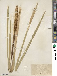 Typha latifolia image