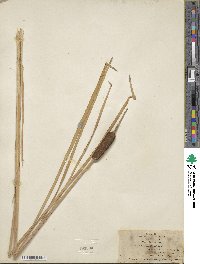 Typha latifolia image