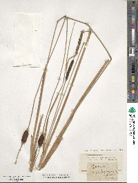 Typha minima image