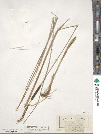 Typha minima image