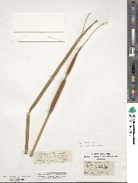 Typha angustifolia image