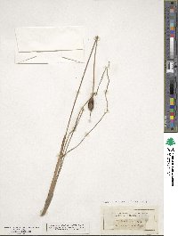 Typha angustifolia image