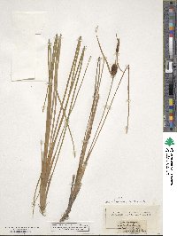 Typha angustifolia image