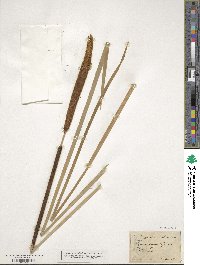 Typha angustifolia image