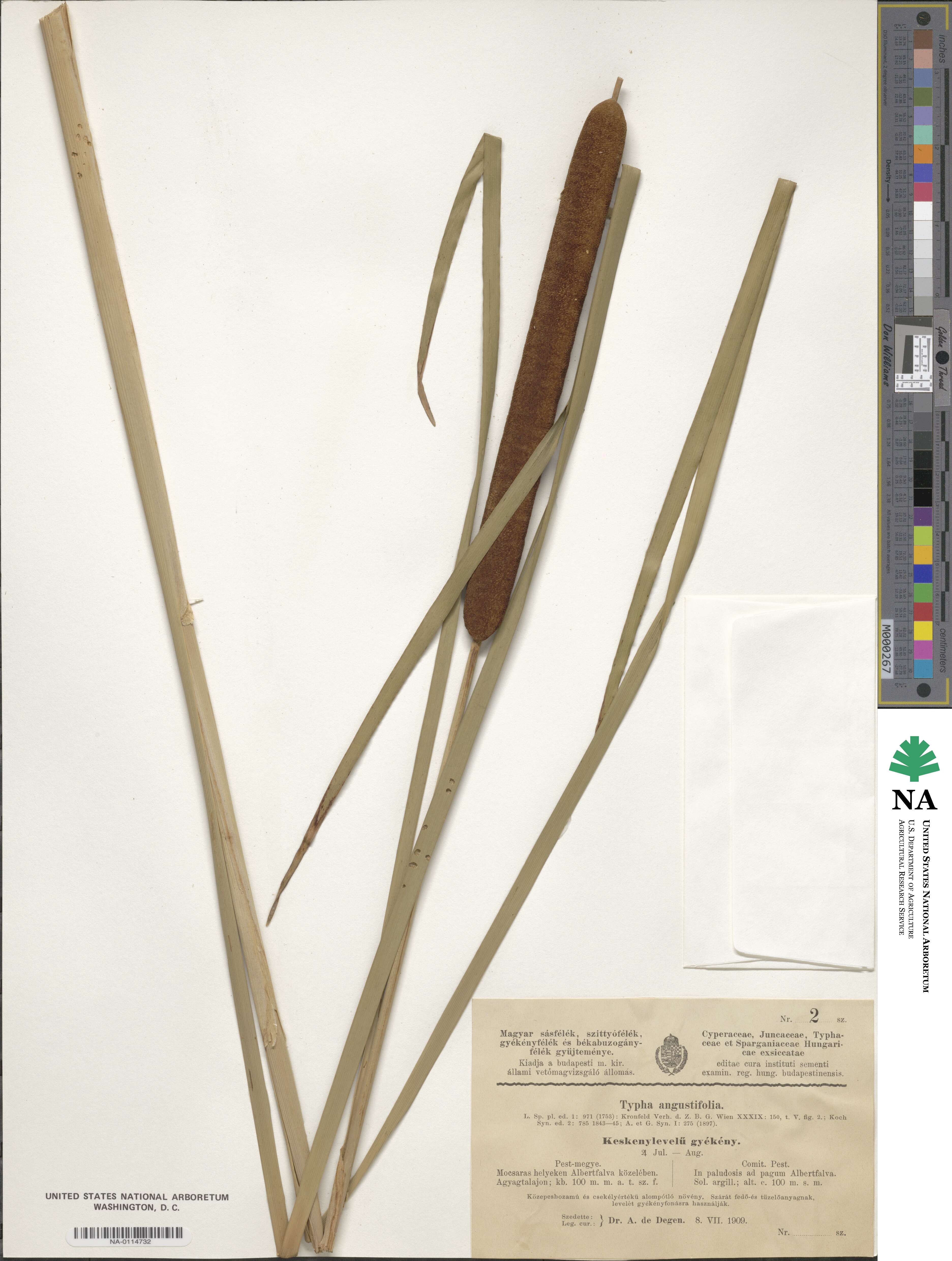 Typha angustifolia image