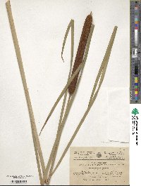 Typha angustifolia image