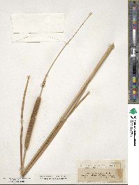 Typha angustifolia image