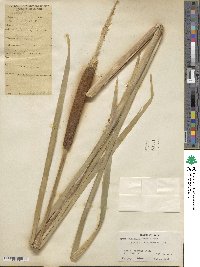 Typha domingensis image