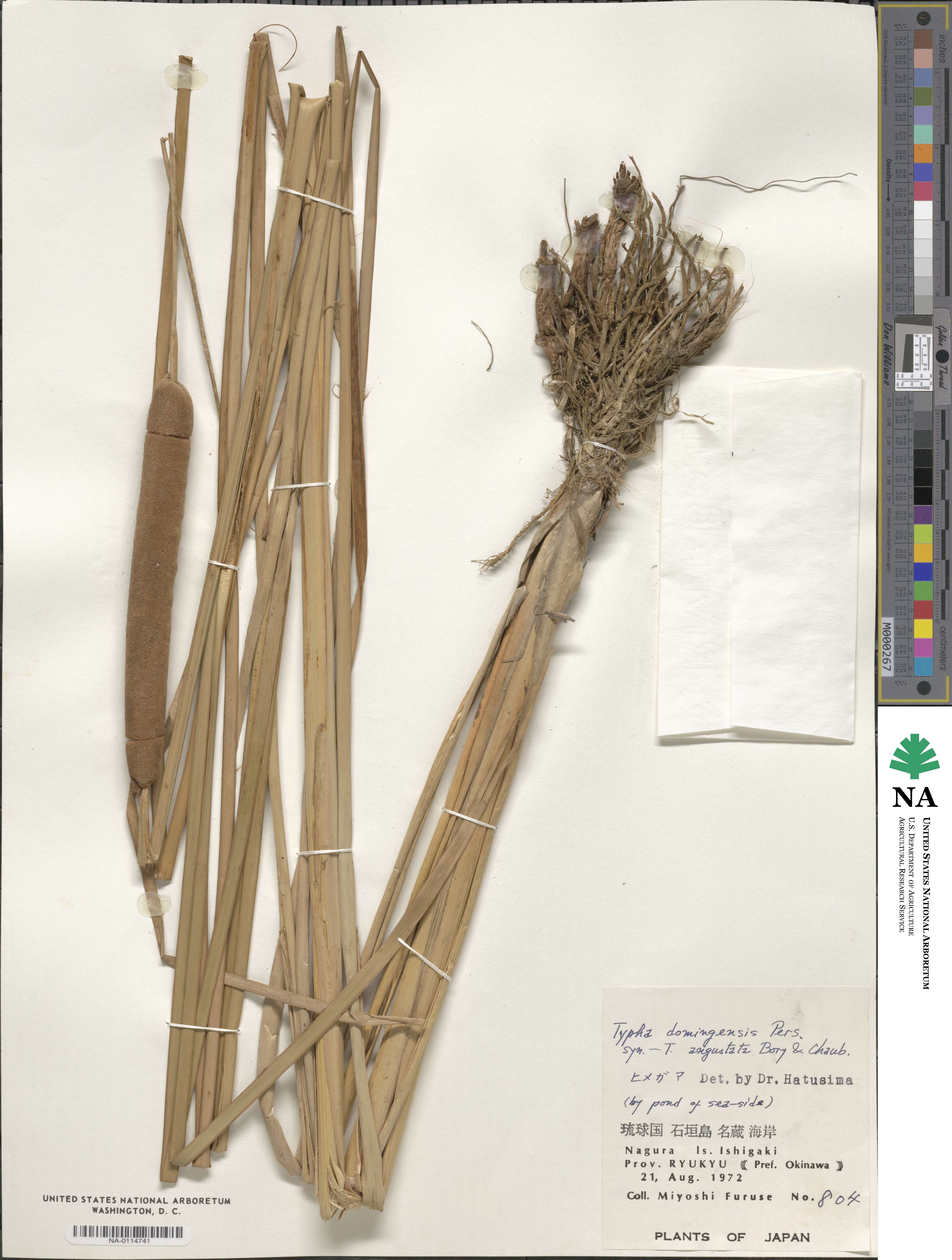 Typha domingensis image