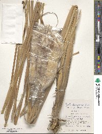 Typha domingensis image