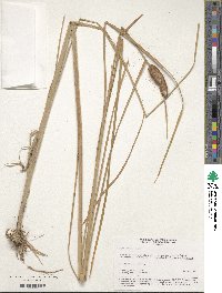 Typha minima image