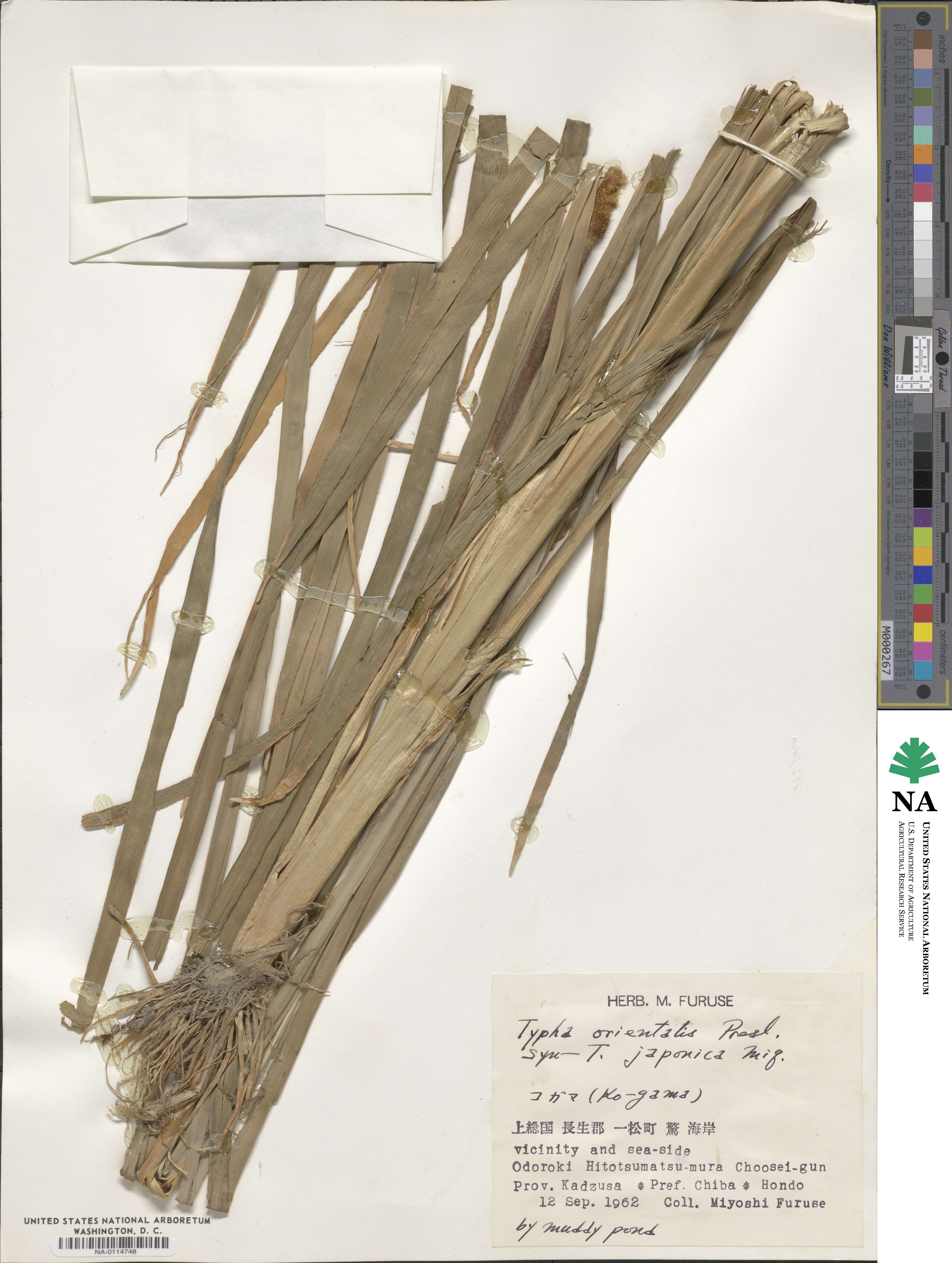 Typha orientalis image