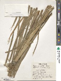 Typha orientalis image